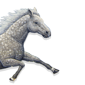 Horses of the Dawn